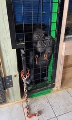 A gorilla in a cageDescription automatically generated