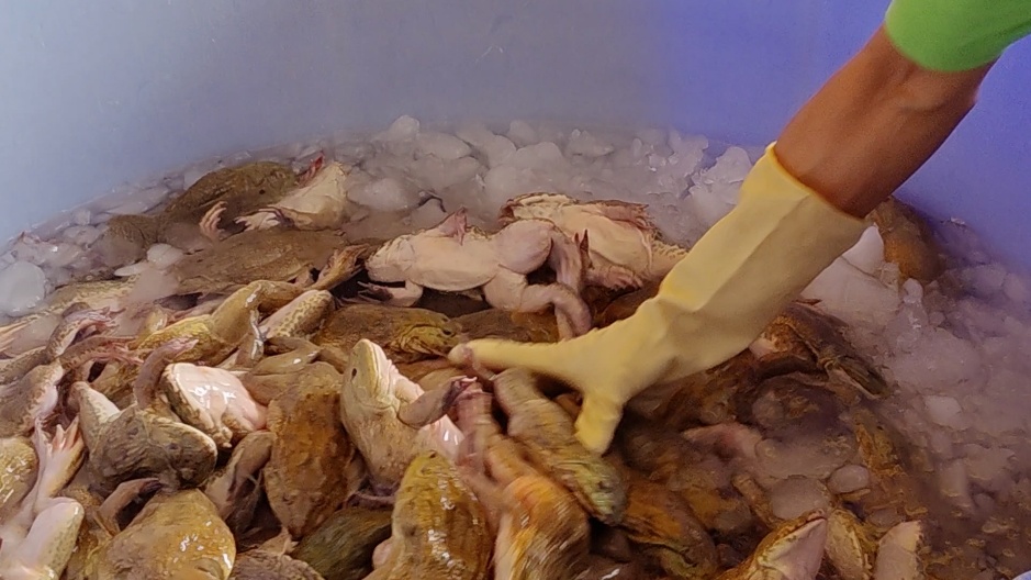 A person in a rubber glove touching a pile of frogsAI-generated content may be incorrect.