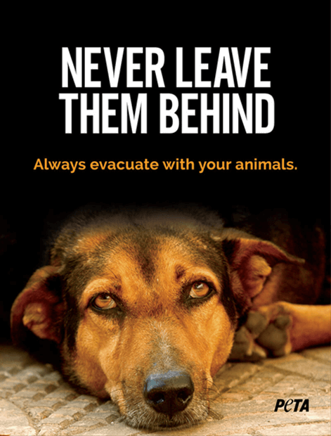 PSA with a dogs face, the text reads: never leave them behind - always evacuate with your animals