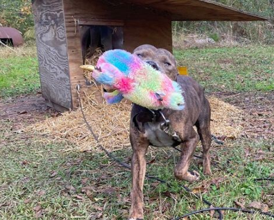 A dog holding a toy in its mouthAI-generated content may be incorrect.