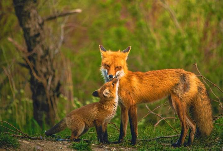 A fox and cub standing in grassDescription automatically generated